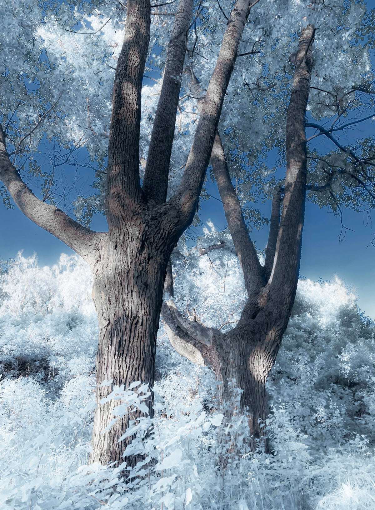 Skapa Naturens Suggestiva Skönhet med Diorama FX 26301 - Din Guide till Alkalisk Vit Landskapstextur