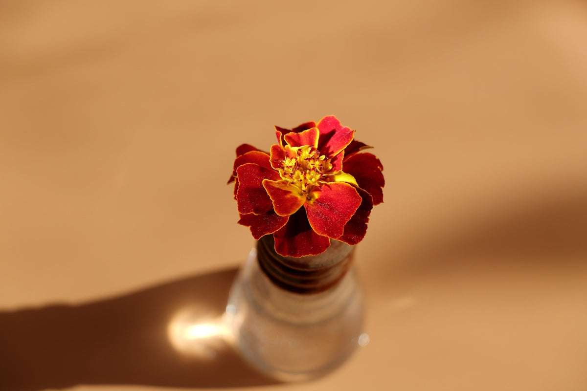 Upptäck Kraften och Skönheten i Model Color Brown Rose 70803 för Dina Miniatyrprojekt