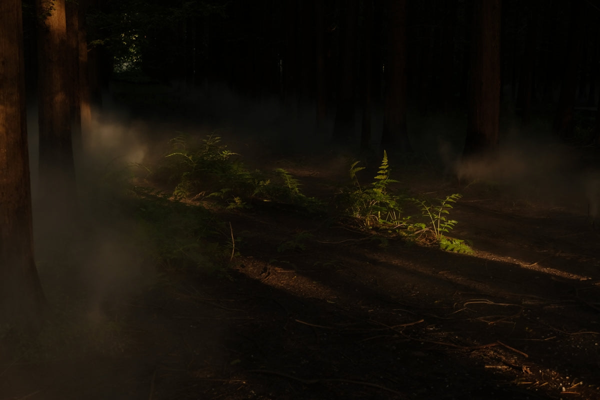 green trees on forest during daytime