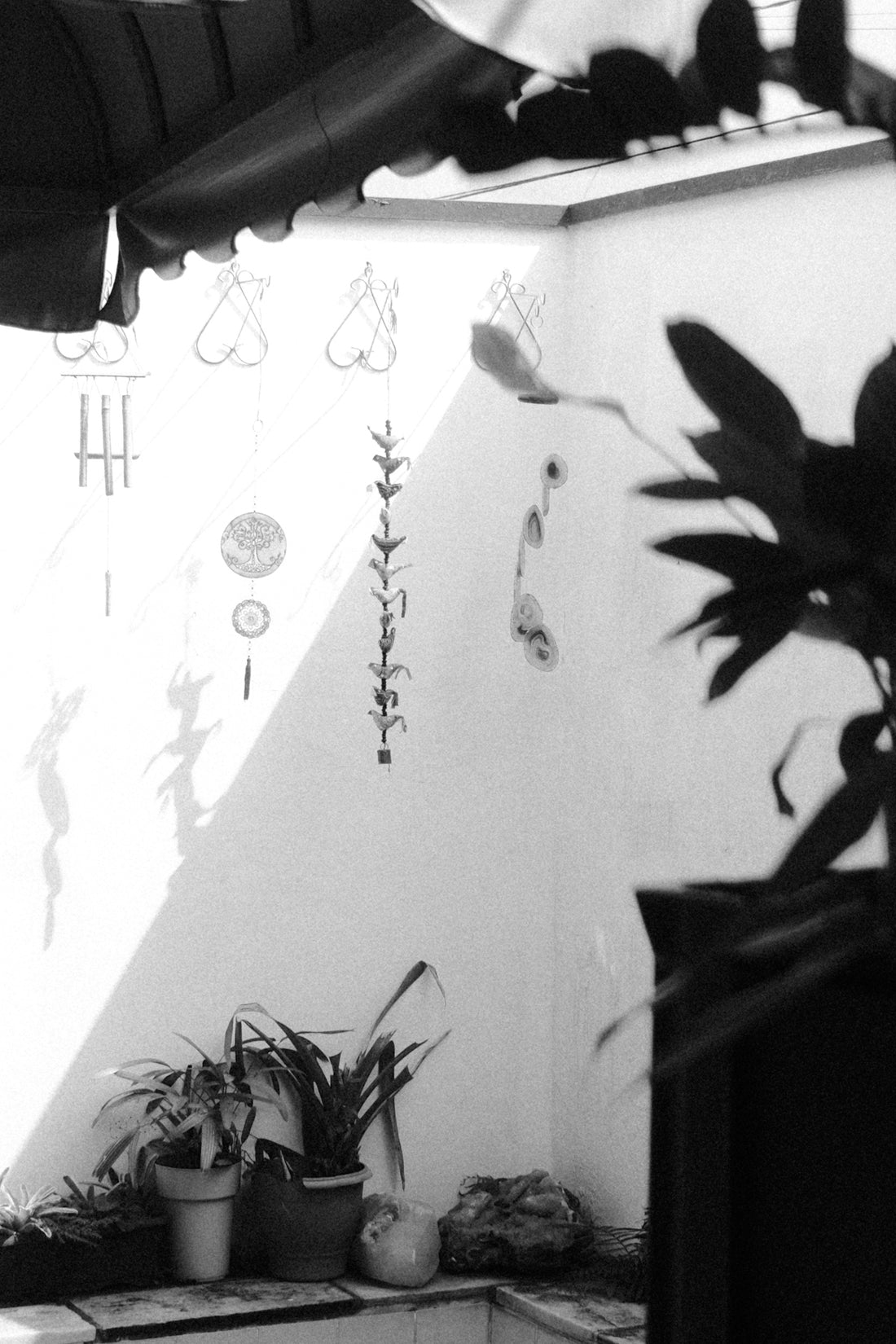 Plants, shadows, and decorations in a sunny corner.