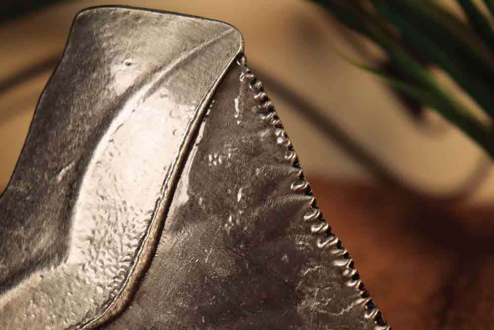 Jaws 50-årsjubileum hajtand-medaillon fanattik