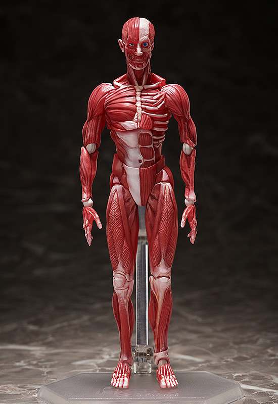 Figma Human Anatomical Model freeing