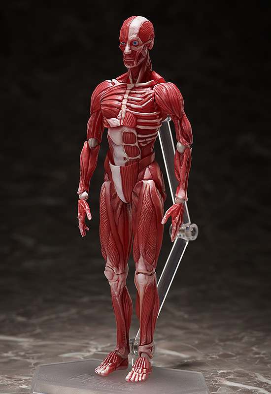 Figma Human Anatomical Model freeing