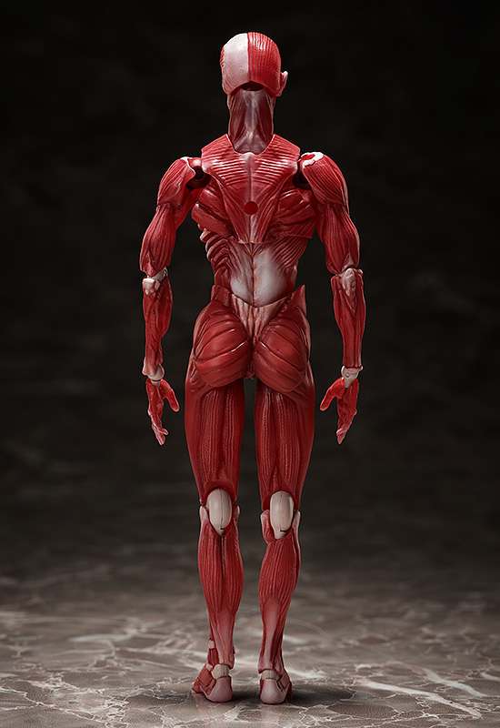 Figma Human Anatomical Model freeing