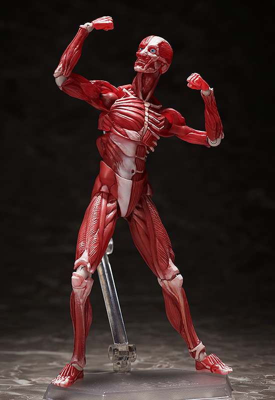 Figma Human Anatomical Model freeing