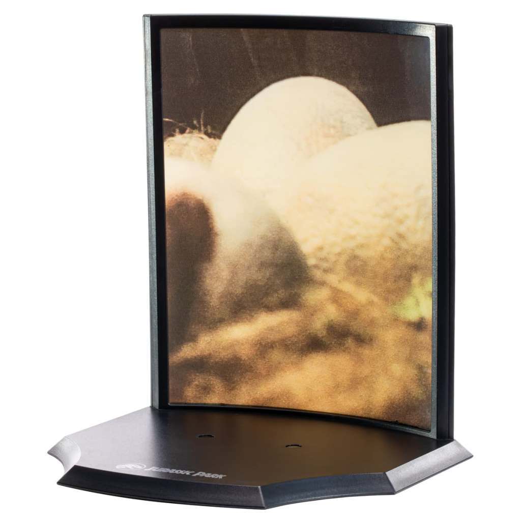 Jurassic Park Raptor Egg Diorama - Samlarobjekt noble collections