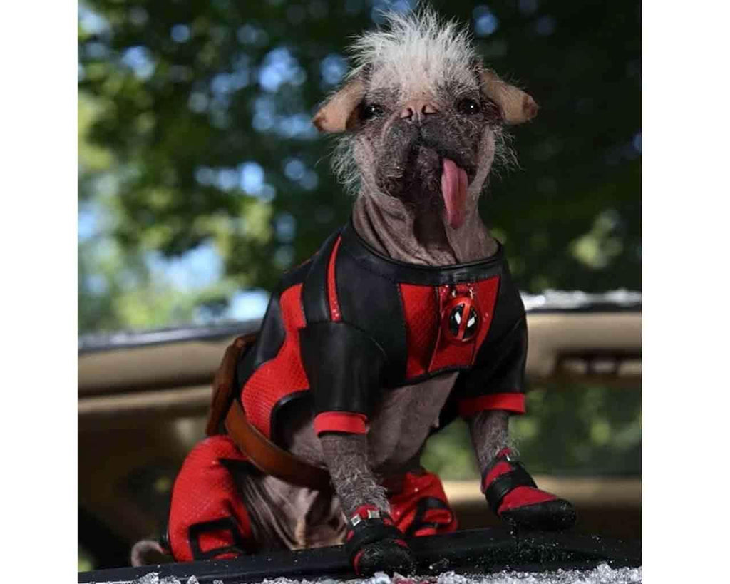 Deadpool & Wolverine: Dogpool Plush 25 cm - Robotto
